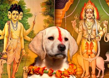 good or bad to adopt dog