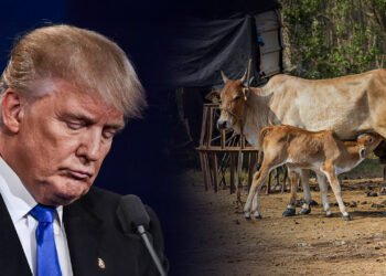 ट्रंप के टैरिफ का जवाब: गौ माता का दूध बनाम अमेरिकी कोल्ड ड्रिंक