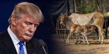 ट्रंप के टैरिफ का जवाब: गौ माता का दूध बनाम अमेरिकी कोल्ड ड्रिंक